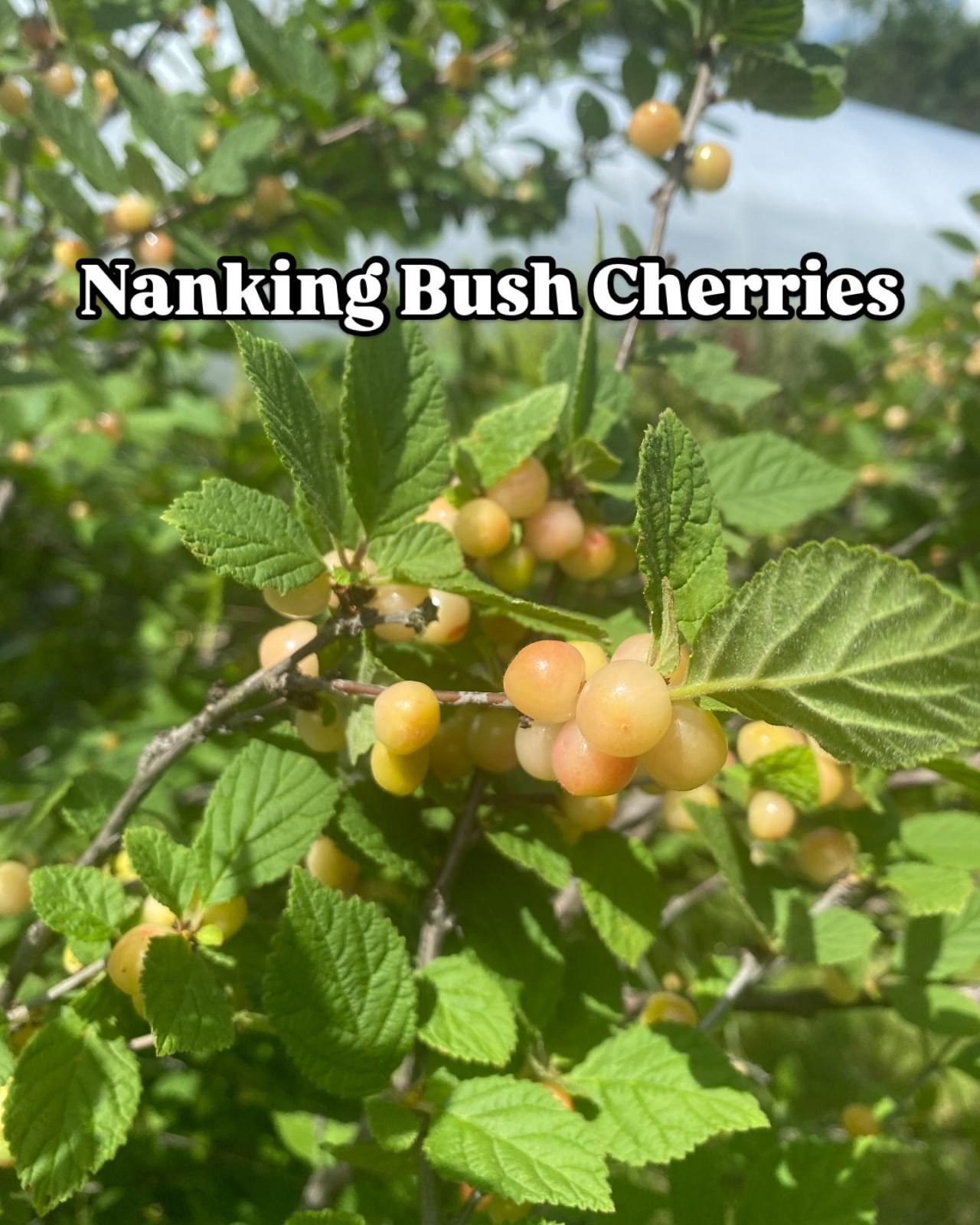 1 Nanking White sweet bush cherry plant. Zones 2-7. Not self. IAN, JULES or GABE