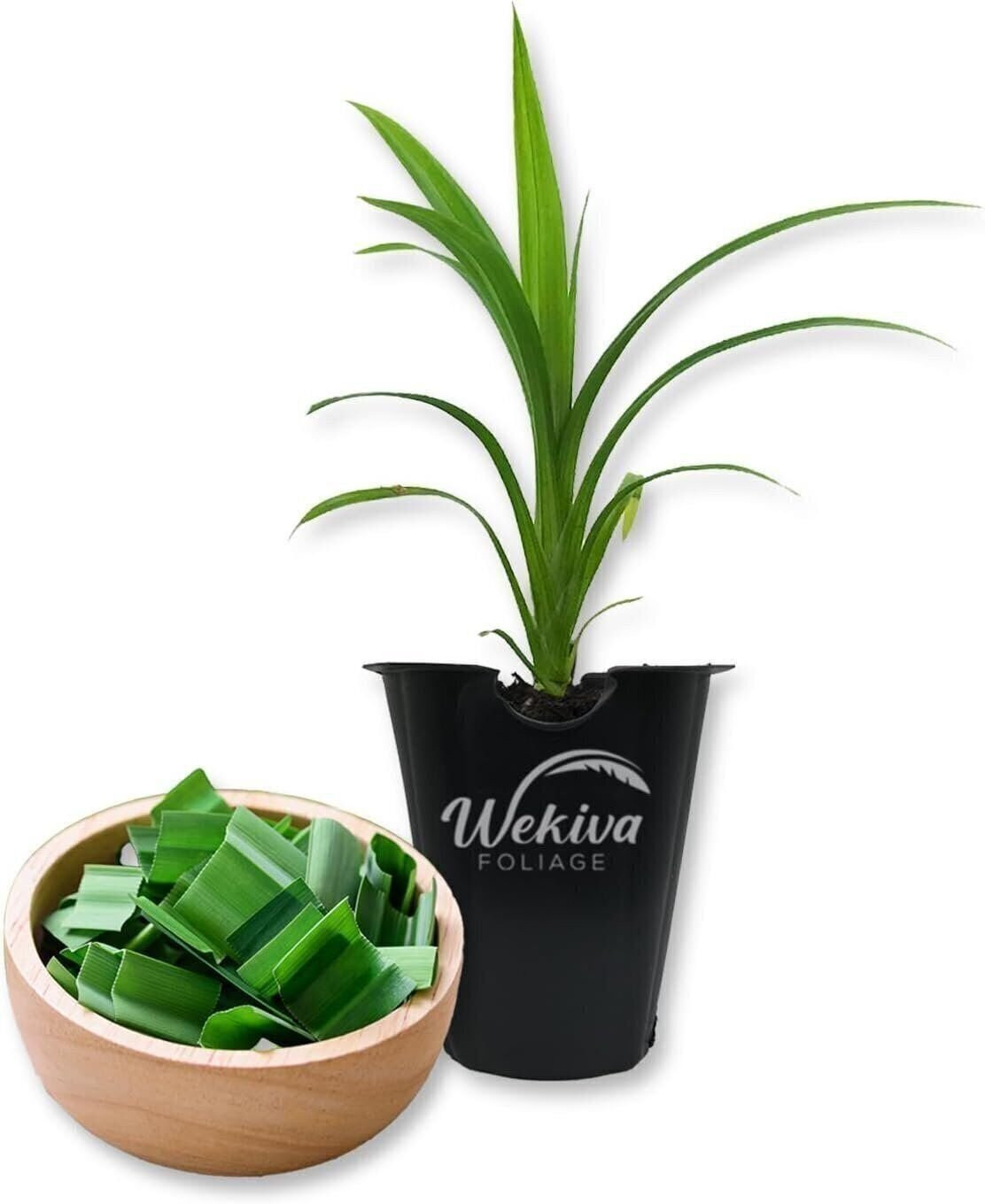 Pandan Plant – Live Tissue Culture Starter Plant – Pandanus Amaryllifolius -…