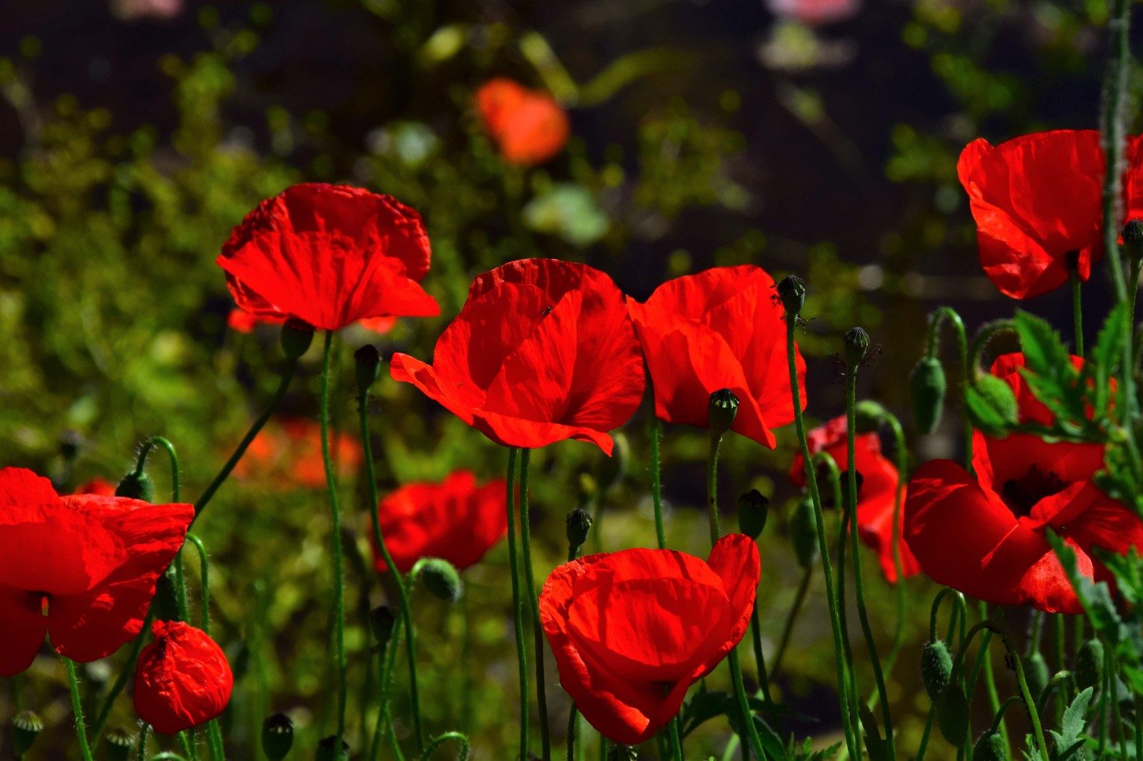 2000 MIXED Color SHIRLEY POPPY Corn Field Flanders ) Papaver Rhoeas Flower Seeds