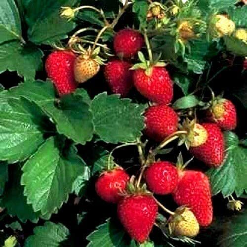 200+ Wild Strawberry Strawberries Seeds – Fragaria Vesca – Edible Garden Fruit H
