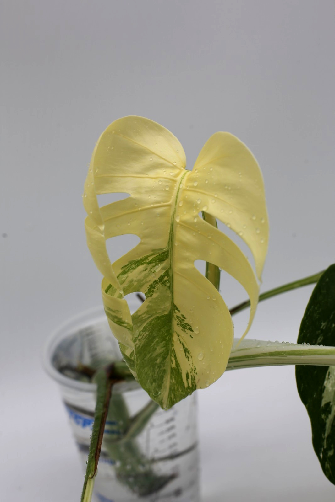 Monstera Albo Borsigiana Variegated Top Cutting Rooted
