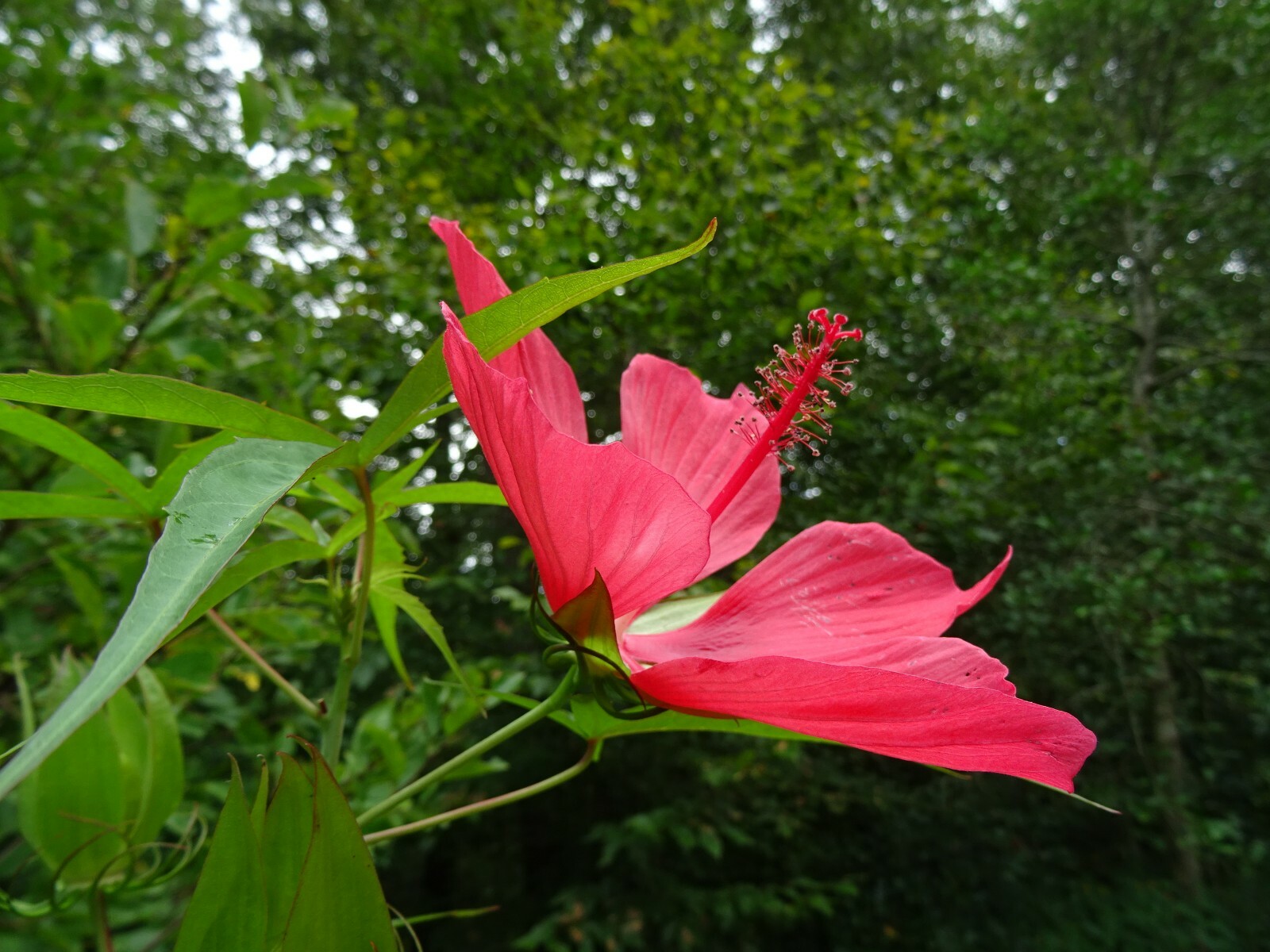 Texas Star Hibiscus Rose Mallow H. coccineus Native Perennial 30 seeds 2024