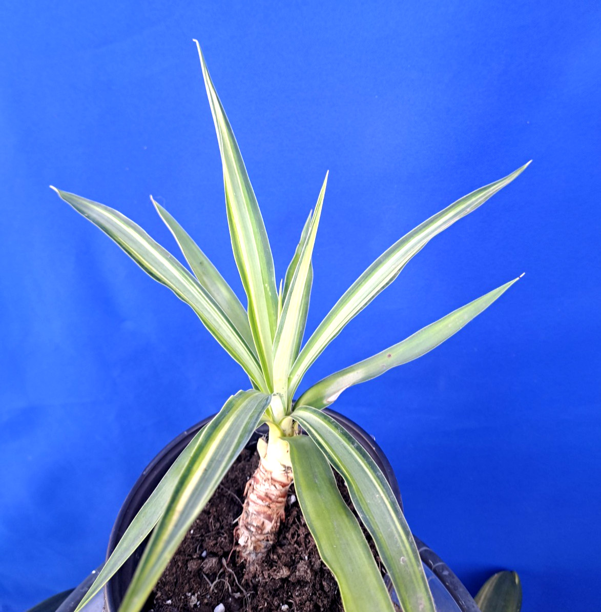 Yucca Hybrid ‘Soliaris’ Variegated Plant 11×13