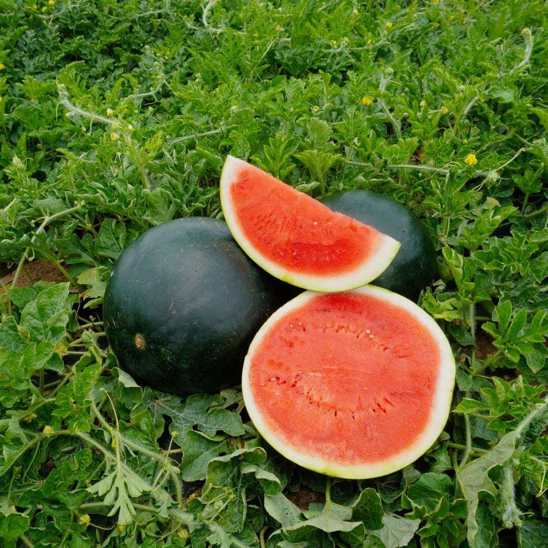 25+ BLACK DIAMOND WATERMELON FRESH FOR GARDENS NON – GMO