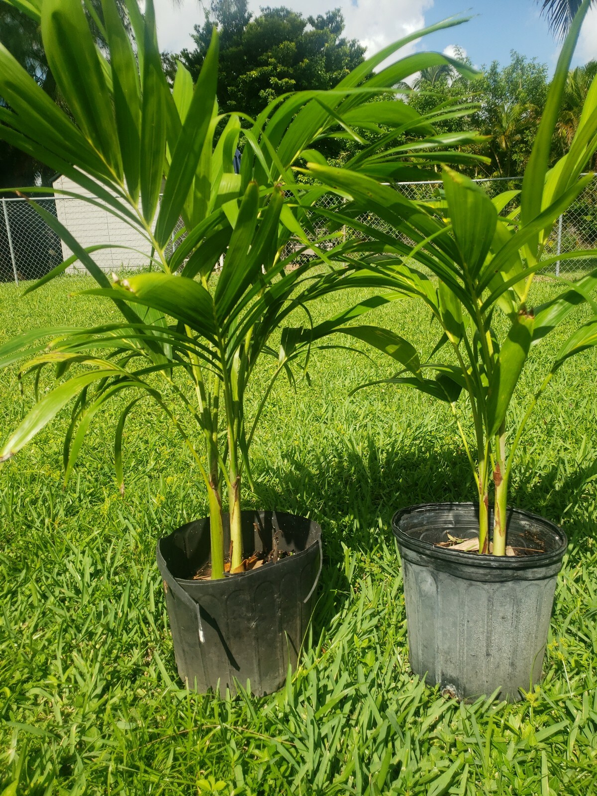 Double adonidia merrelli Palm Tree 24 inch tall (2 years old )