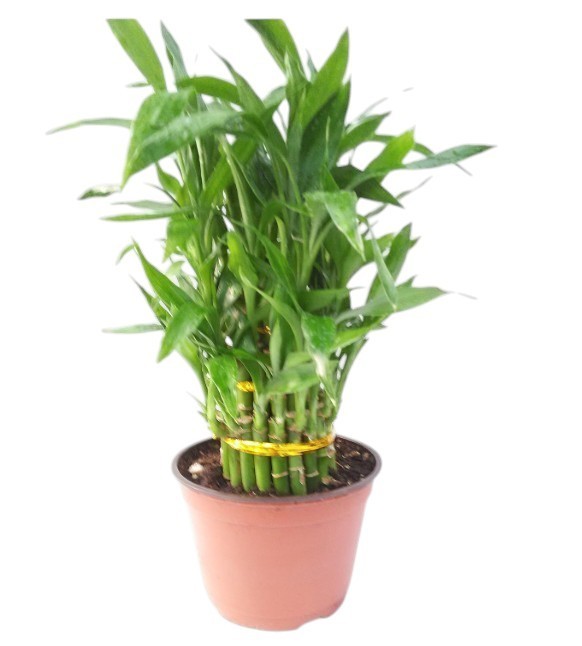 3 Tier Lucky Bamboo Live Plant 4-6-8″ Inches Feng Shui In 6″ Pot Indoor Plant