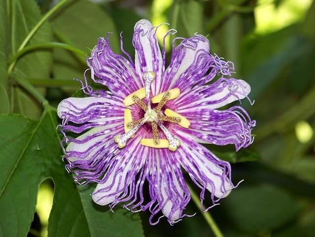Mixed Passion Flower Seeds – 50+ Passiflora Seeds, Stunning Colors & Exotic Bloo