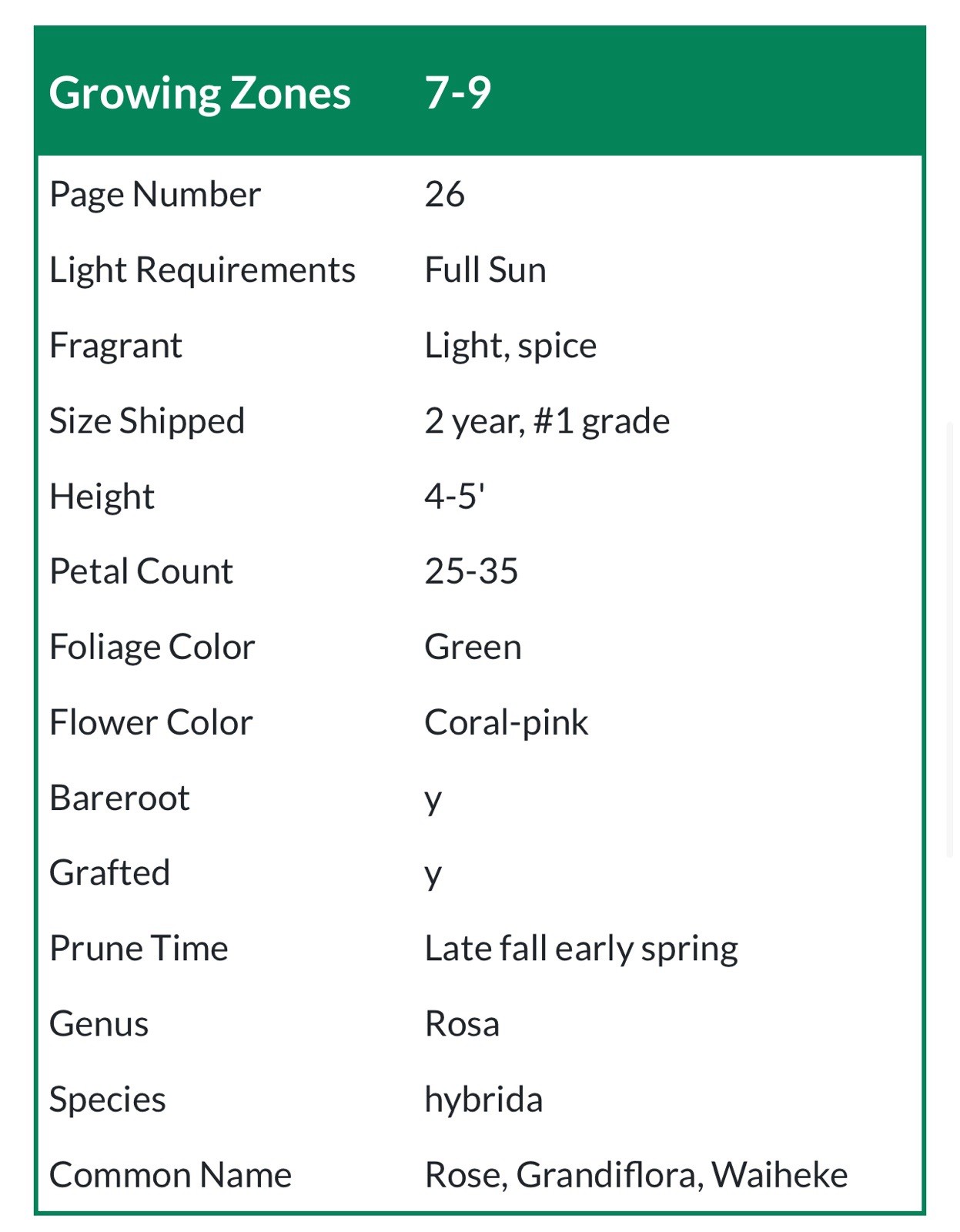 Waiheke Grandiflora Rose Bush.. Live Starter Plant