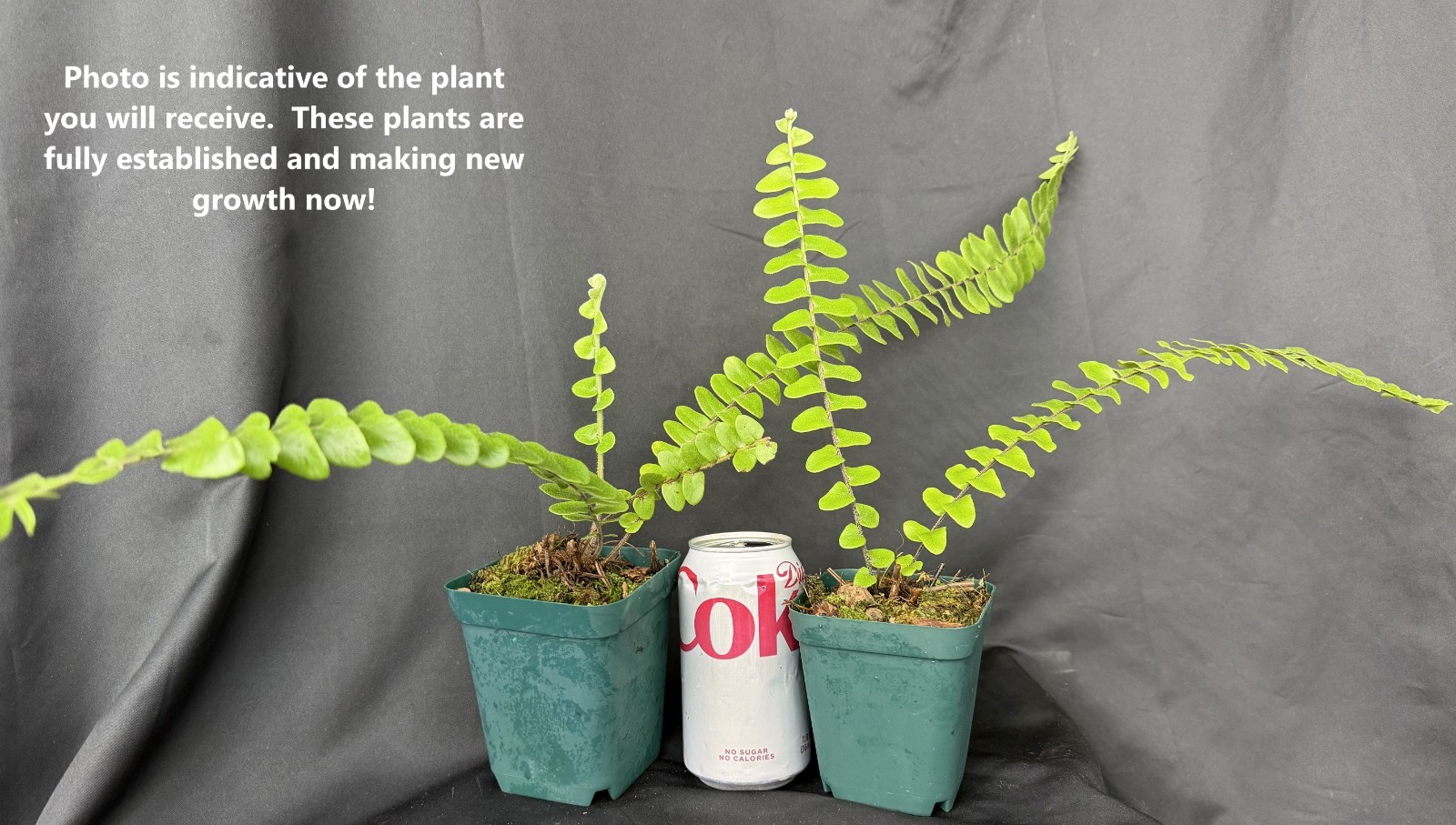 NEPHROLEPIS ACTUIFOLIA – Giant gorgeous jungle-like fern ! Tropical not staghorn
