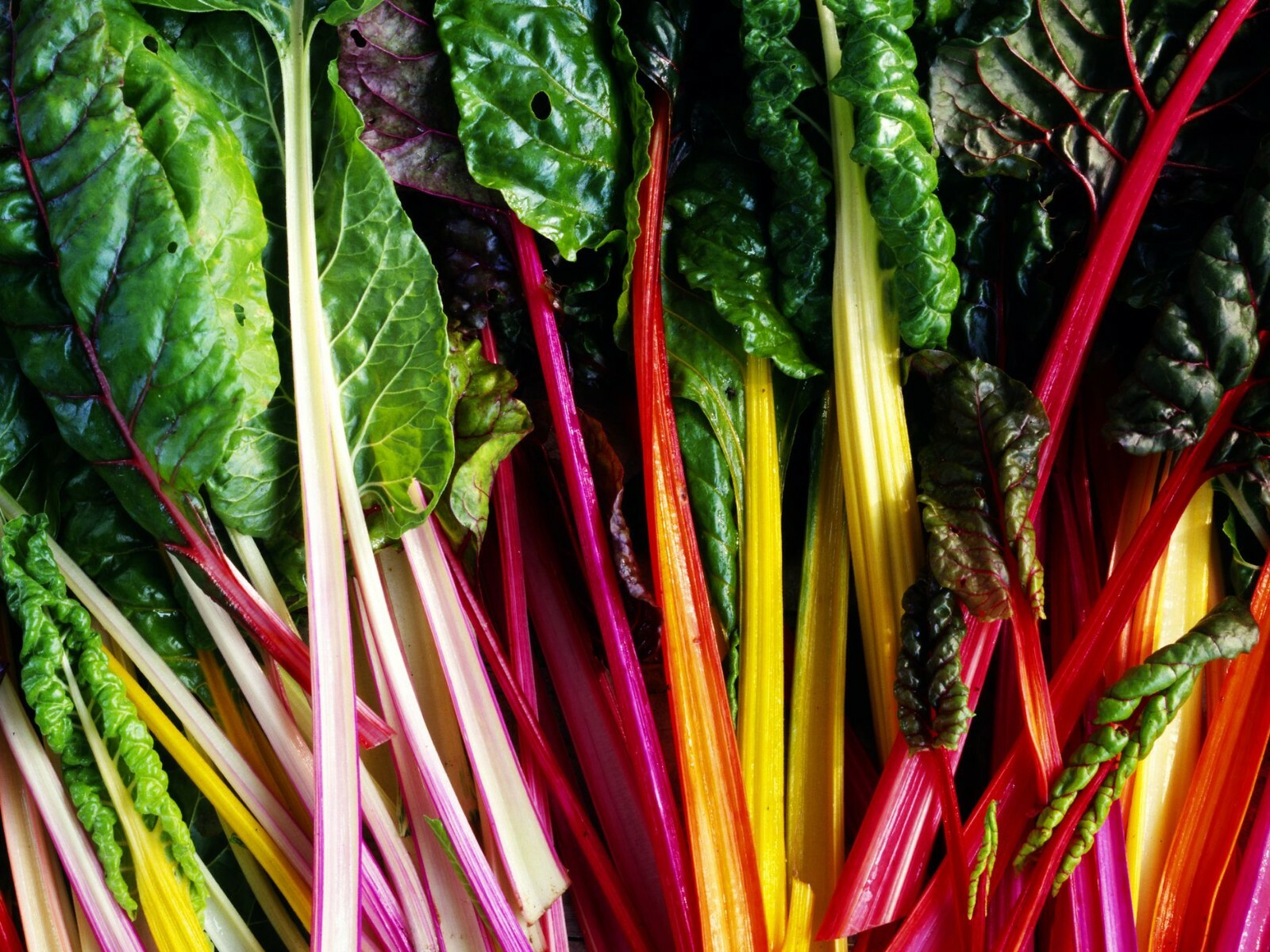 50 + Rainbow Swiss Chard Seeds Rhubarb Perpetual Spinach Garden Fresh USA