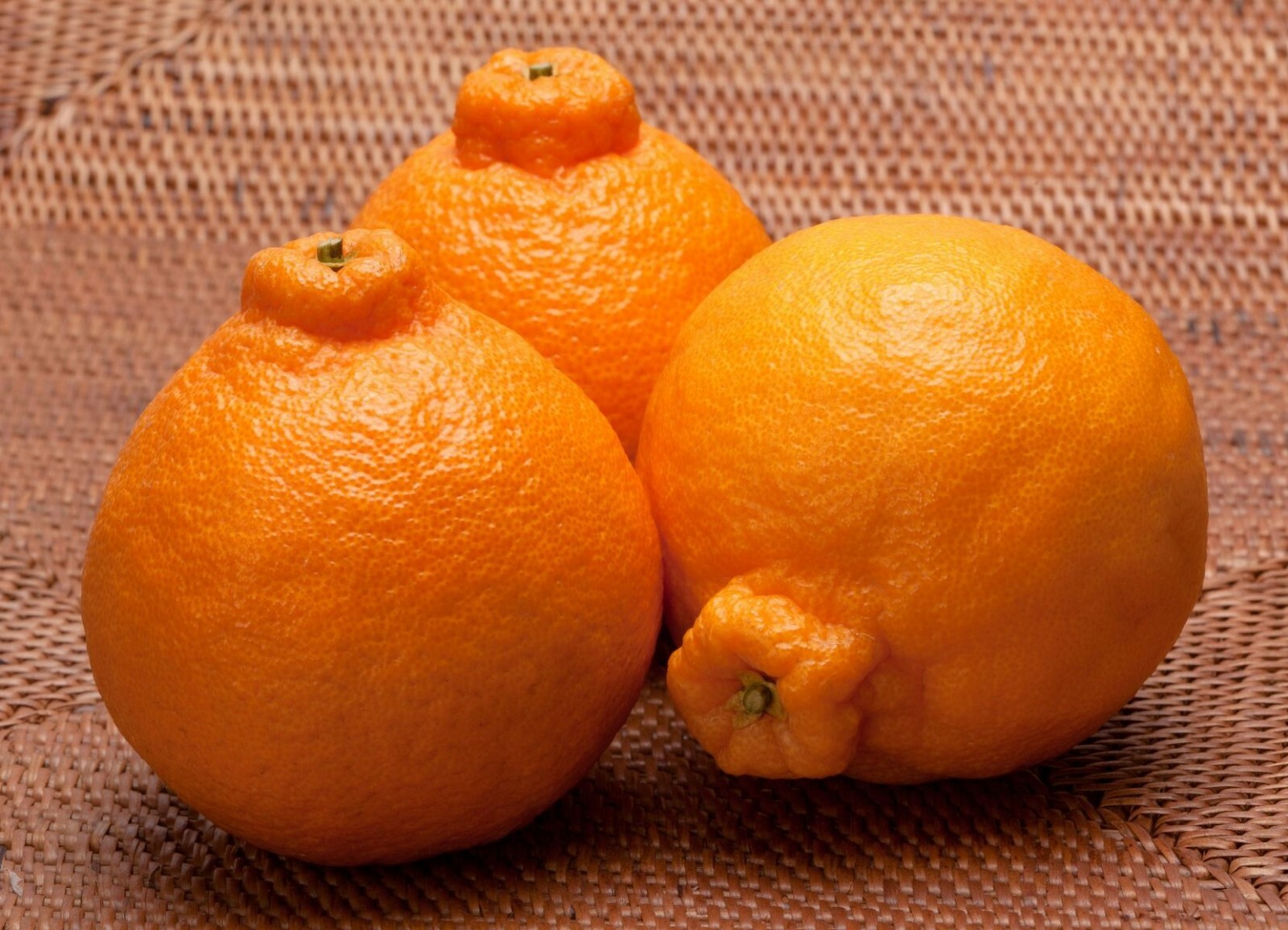 Florida only!! Shiranui Mandarin Tree, Dekopon, grafted, 26 – 30 inches