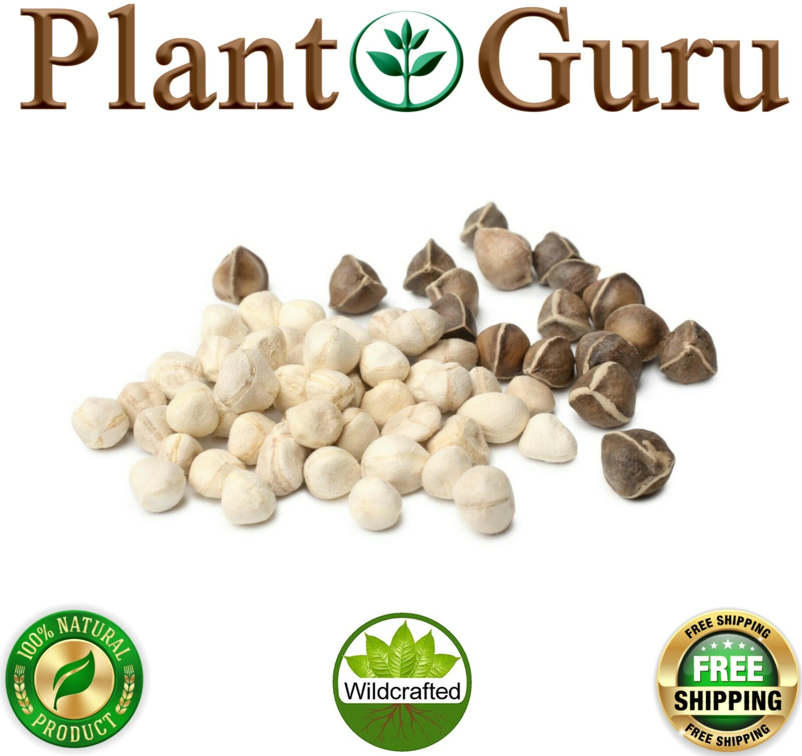 100 Moringa Oleifera Seeds Kernel 1 oz. SHELLED Fresh Organic Semilla De Moringa