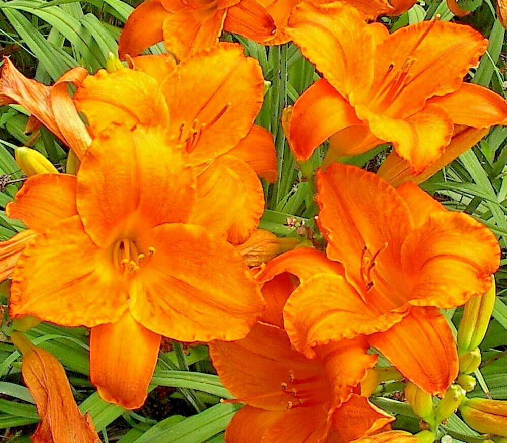 Hemerocallis Daylily ENDLESSLY ORANGE 1 Live Flower Plant Root Reblooming