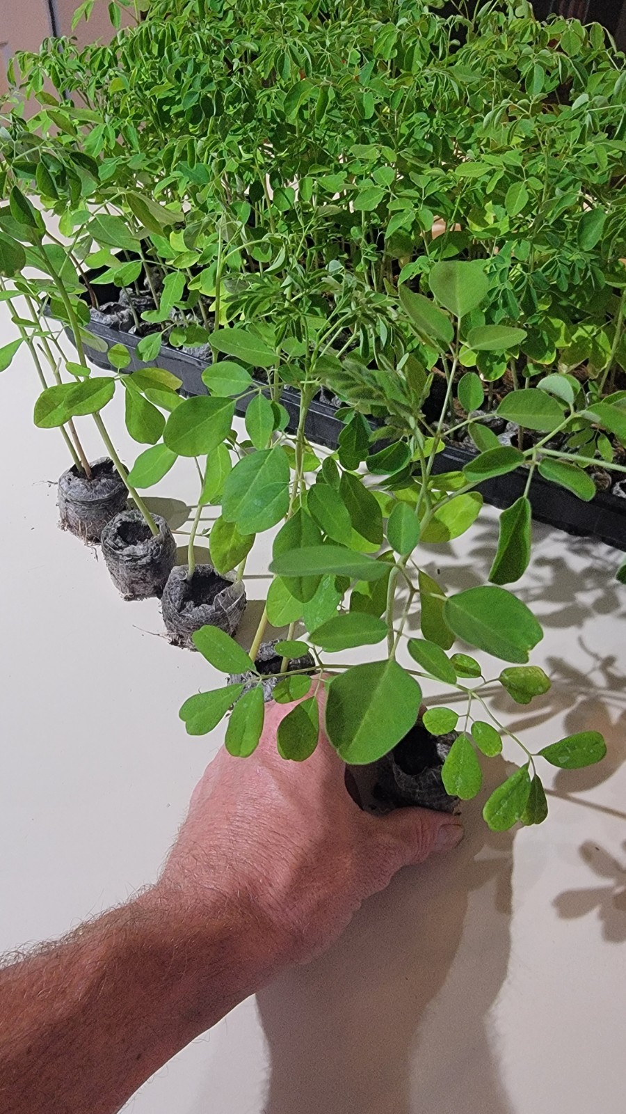 Moringa Tree Live Plants – 3 Pack Organic Moringa Oleifera Drumstick Seedlings