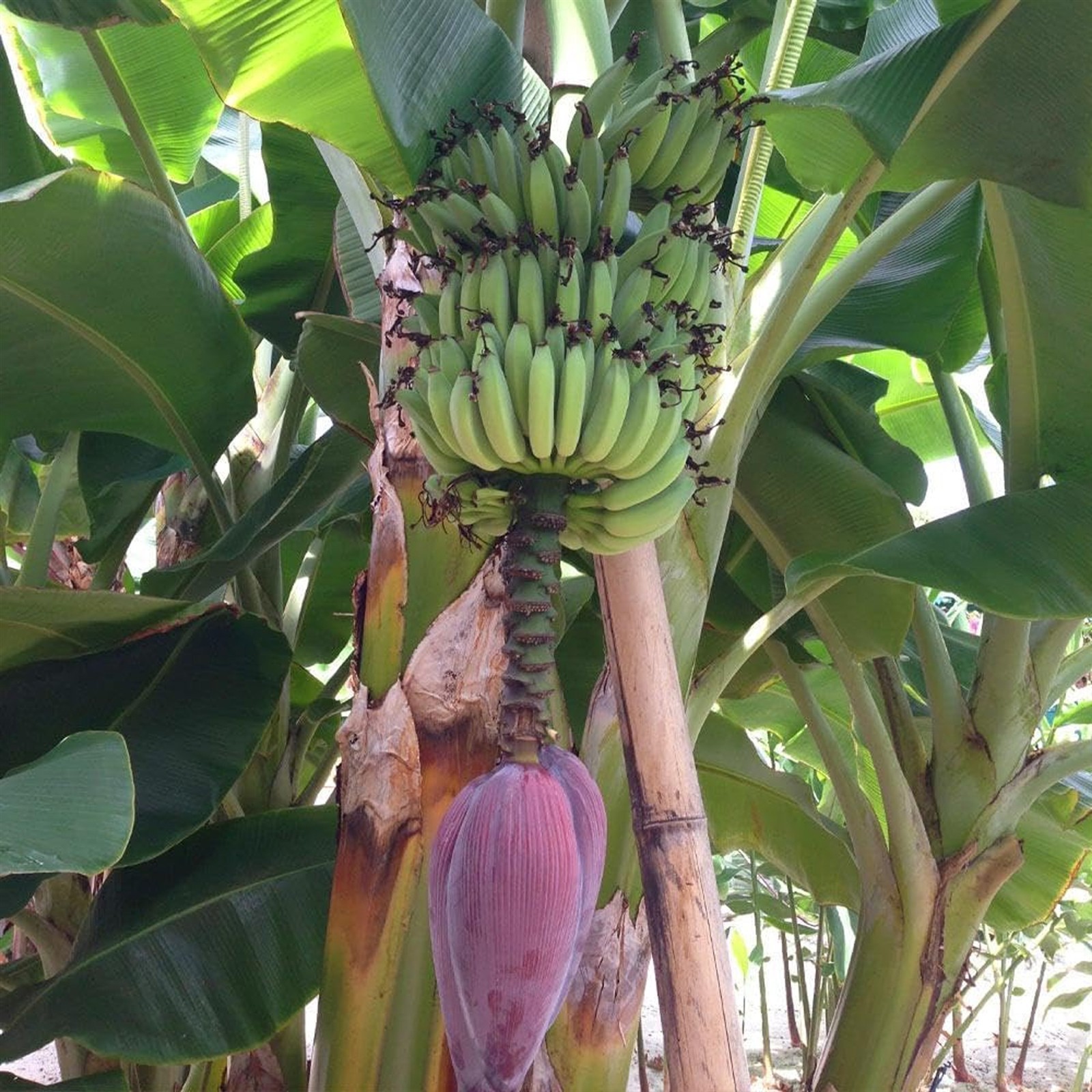 Musa acuminata | Dwarf Cavendish Banana | 10_Seeds