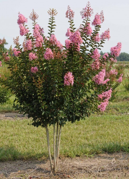 Sioux Pink Crape Myrtle Tree – Live Plant – ( 1 QT )