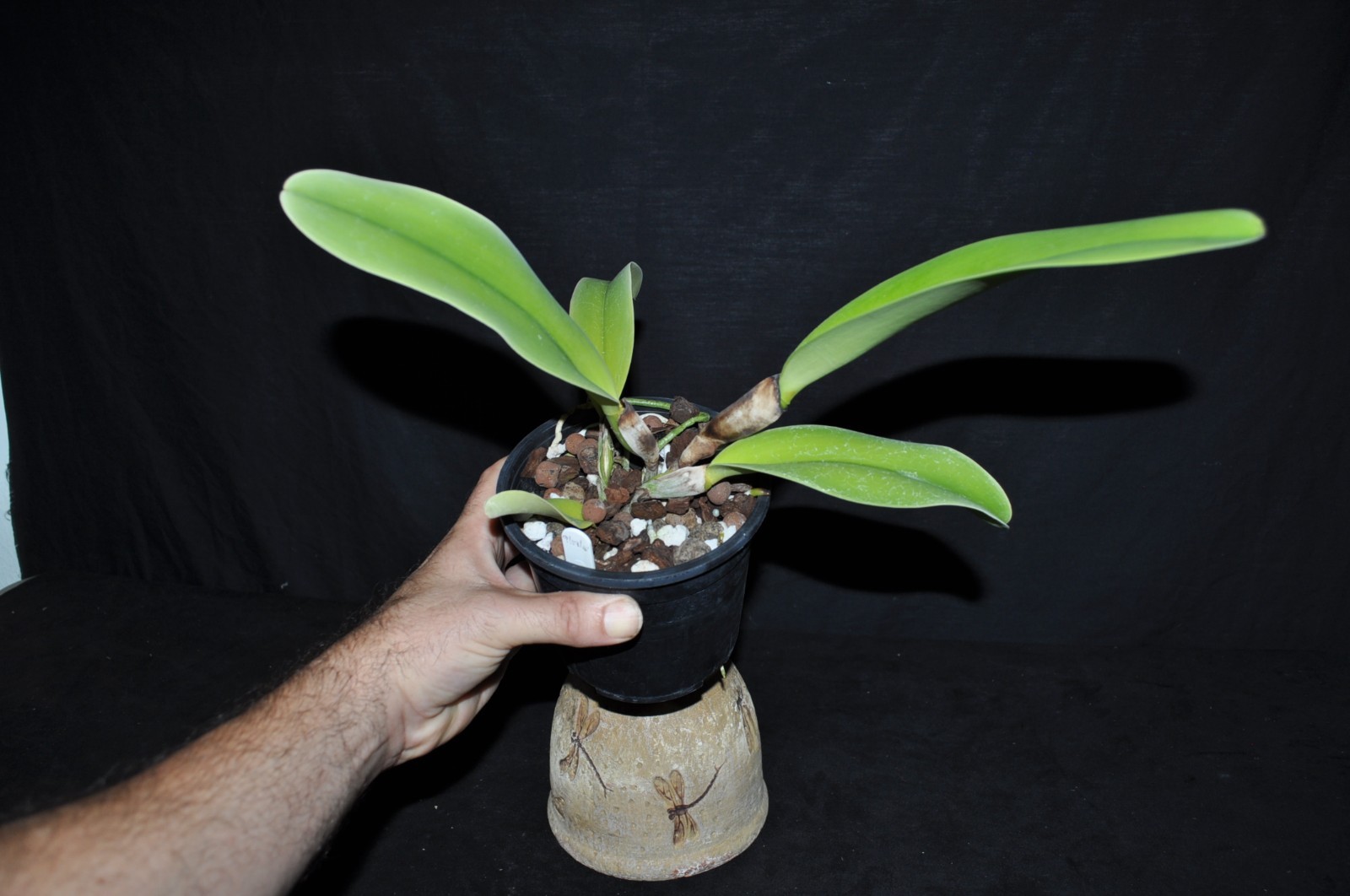Cattleya dowiana v. rosita rare and spectacular orchid species nice LRG BS plant