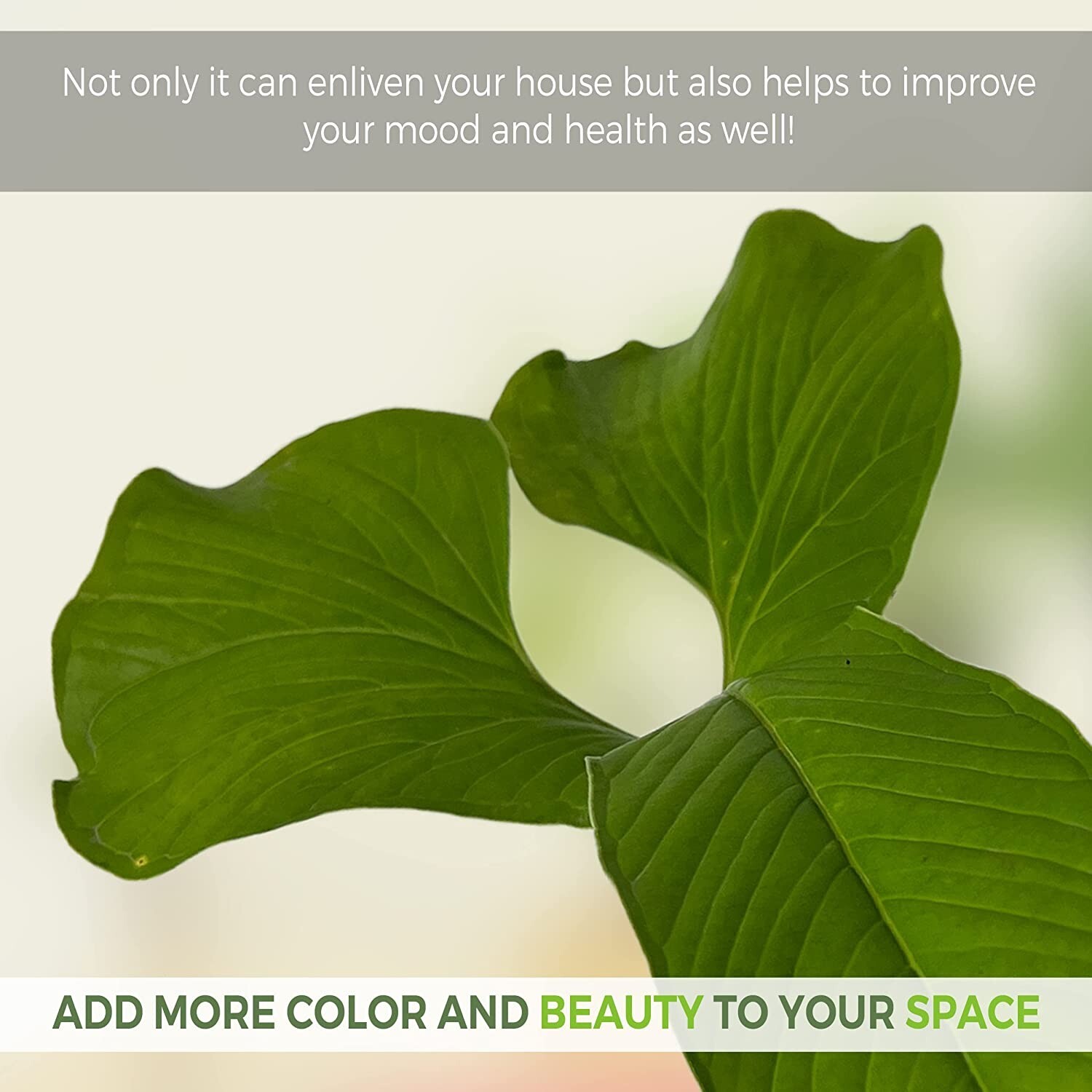 Anthurium draconopterum by LEAL PLANTS ECUADOR |Green Live House Plant