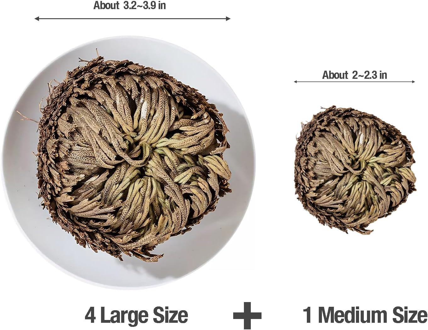 5 Pack Big 3.5″ Rose of Jericho Resurrection Plants, Flor De Jerico Original