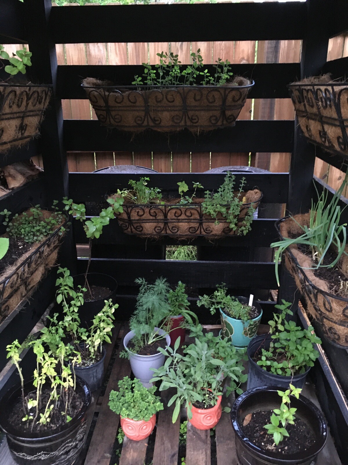 Survival Heirloom Seed Bank Vegetable Medicinal Fruit Herb Garden 50+ Varieties