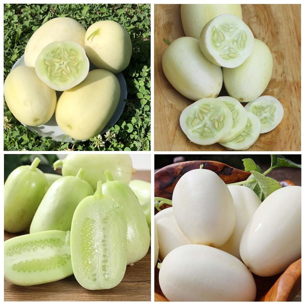 30+ Seed Dragon’s Egg Cucumber Seeds for Planting-Plant & Grow