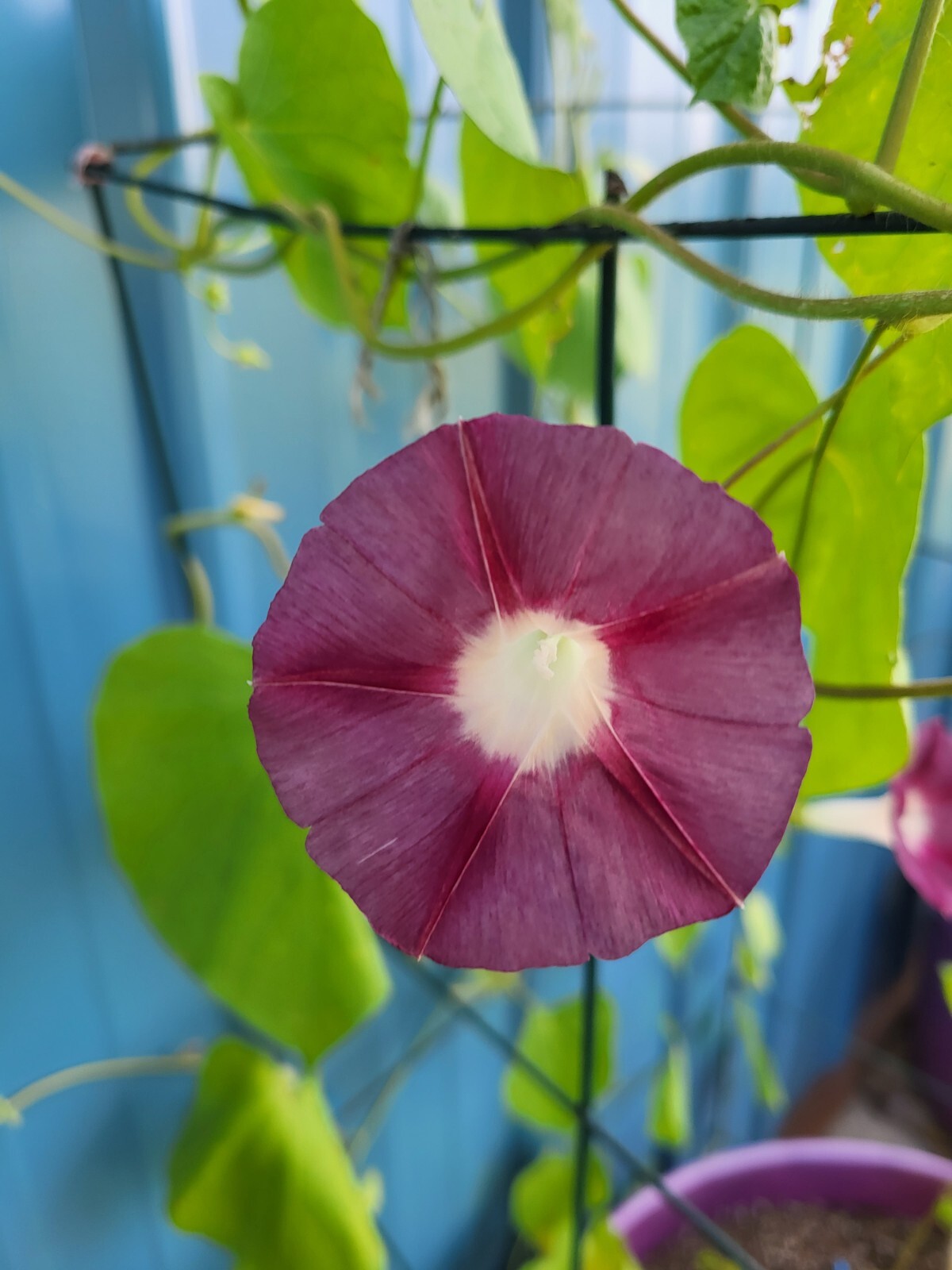 Japanese Morning-Maroon Mist-Annual-10 Seeds-Grown in my yard-2023