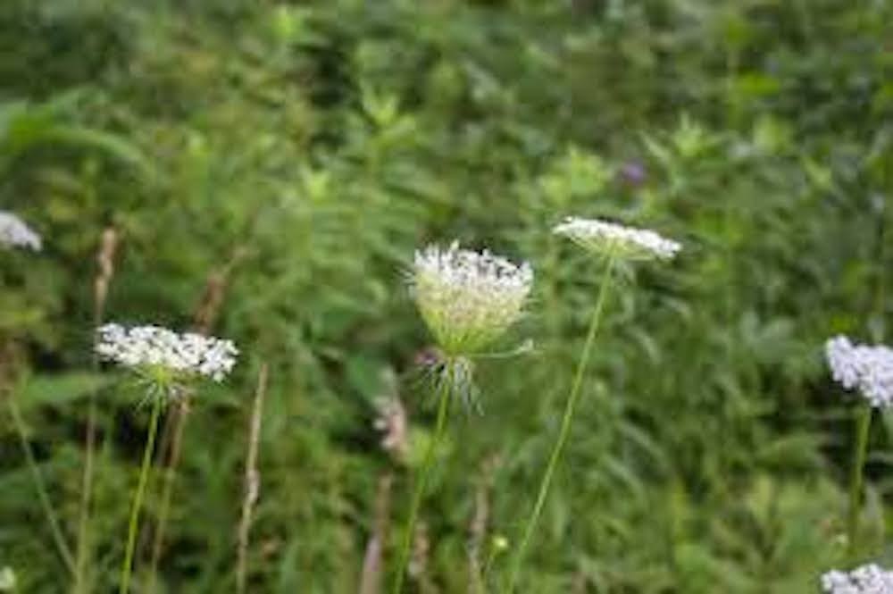 3 Queen Anne’s Lace Bare Root Daucus Carota Perennial Wildflower