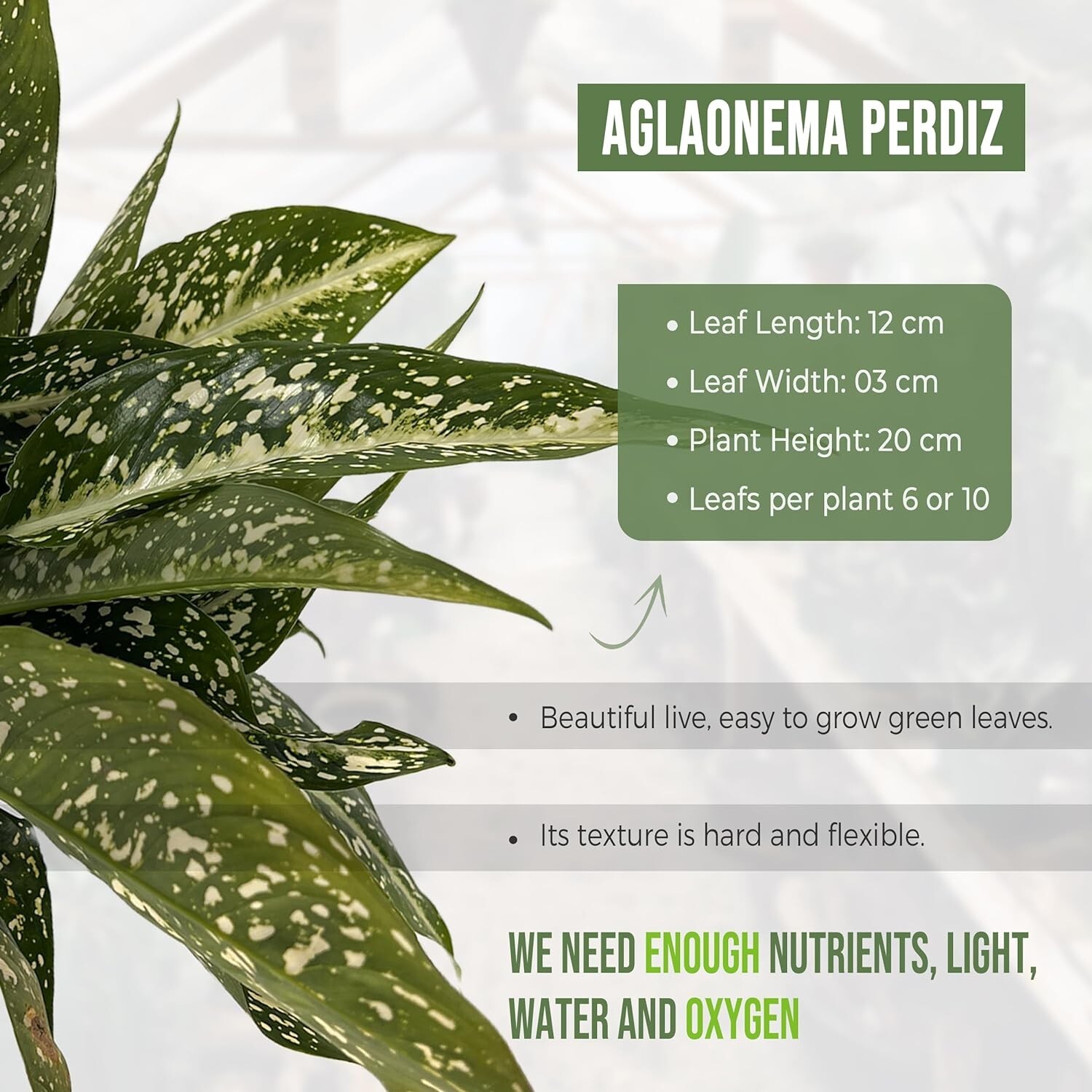 Aglaonema Perdiz (2pack) by LEAL PLANTS ECUADOR | Chinese Evergreen