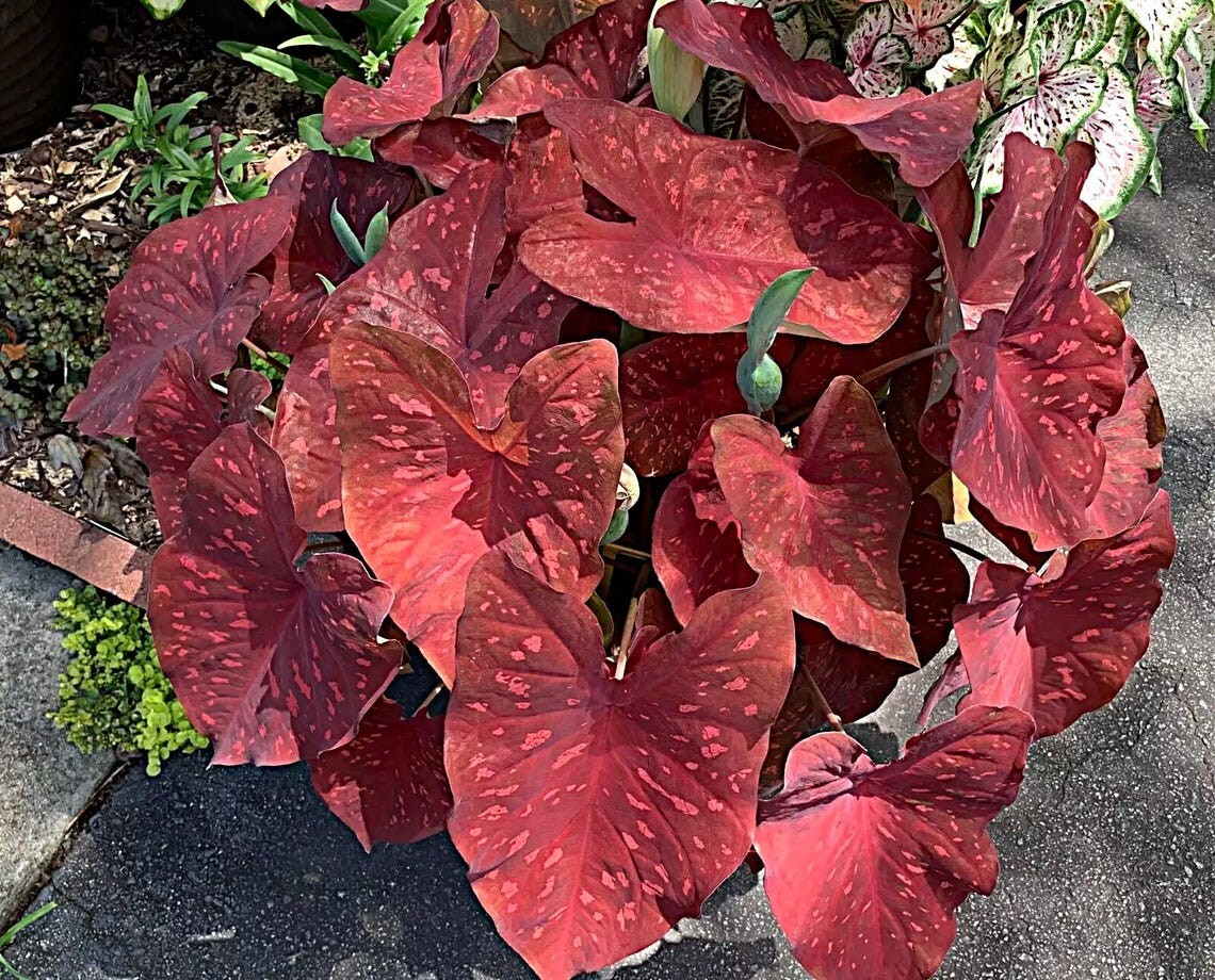 Caladium ‘Burning Heart’ Size #2 (4 Bulbs), 1″–1.5″) | Easy to Grow Foliage