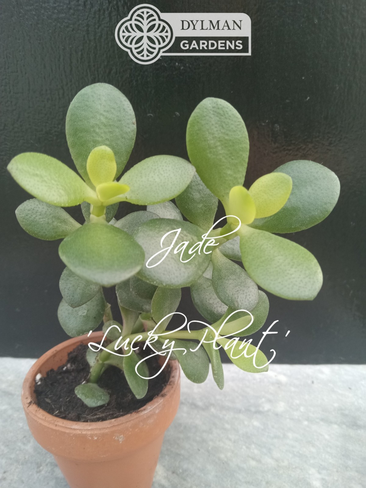 Jade Plant (Crassula Ovata) – Lucky Plant – Indoor Houseplant – Multiple Sizes