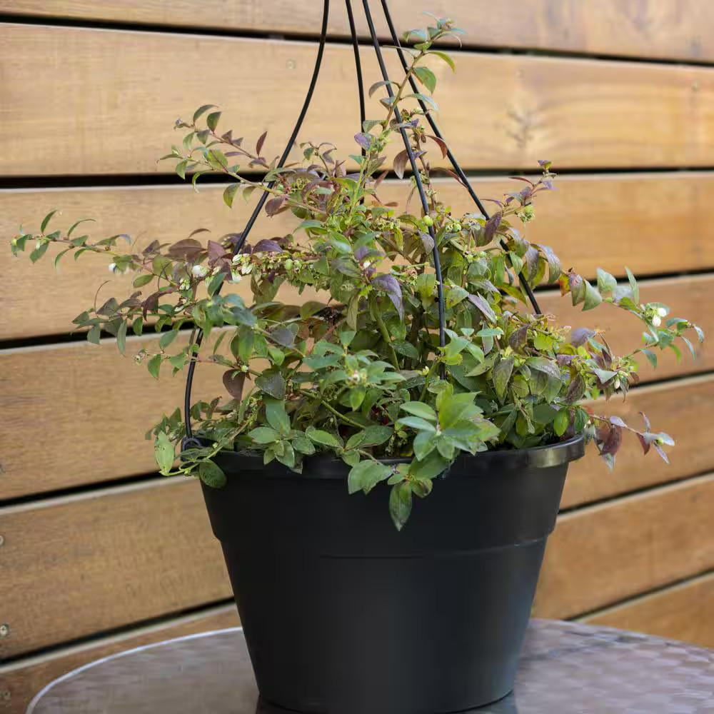 10 In. Bushel and Berry Midnight Cascade Fruit Bearing Potted Blueberry Plant in