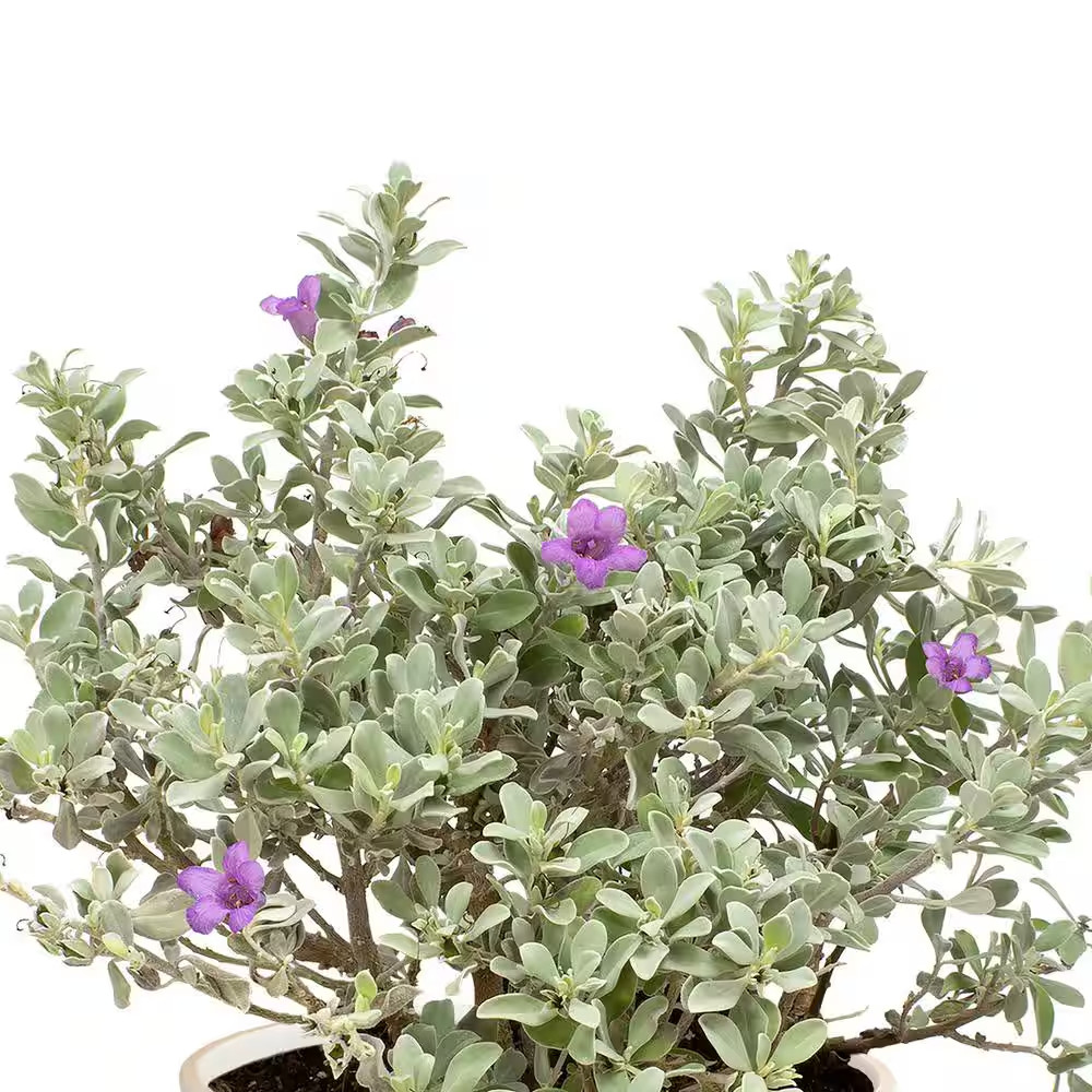Silverado Sage (Leucophyllum), Drought Tolerant Flowering Shrub Plant, 1 Gal. Gr