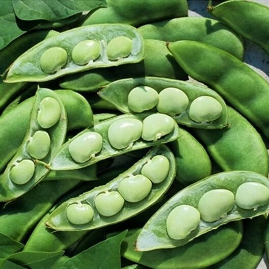 1 lb Lima Bean Seeds, Fordhook, Bush Lima Bean, Heirloom Non-Gmo Lima, 1300ct