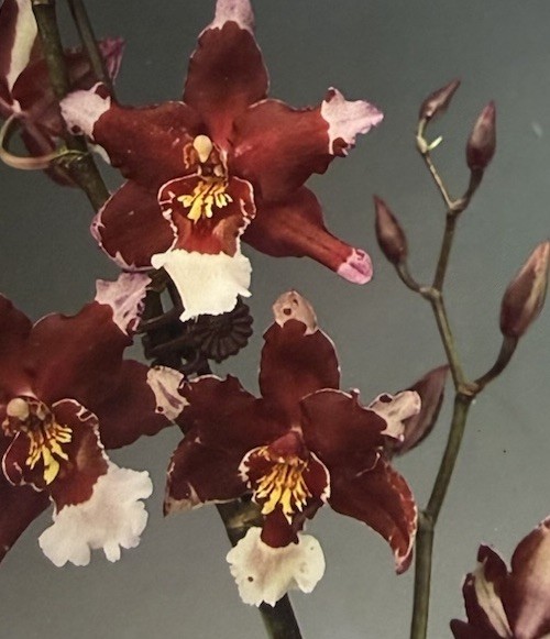 ORCHID PLANTS Wils Mart Leather Berry One rooted bulb bare root