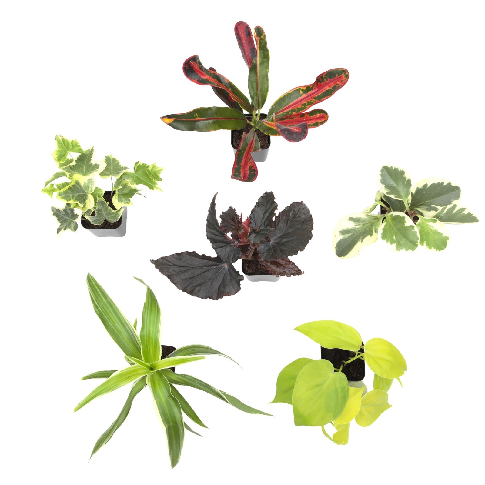 6 Pack Assorted Air Purifying Indoor Plants – Easy Care Houseplants in Pots