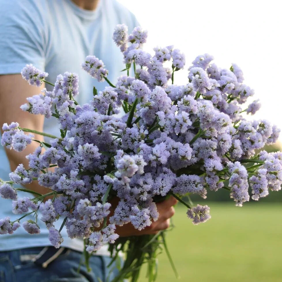 60 seeds STATICE BLUE Limonium Sinuatum Blue River