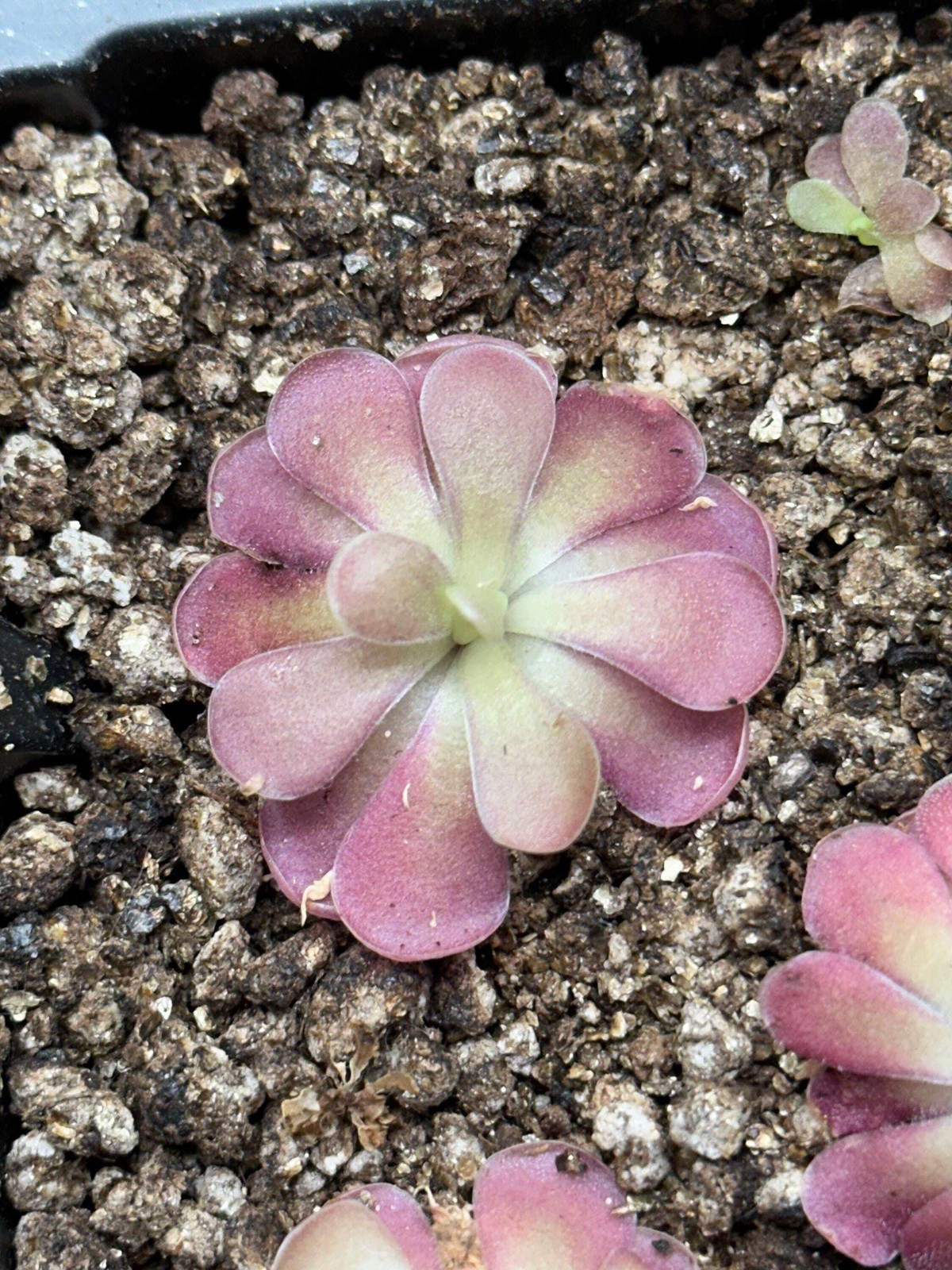 Pinguicula ‘Johanna’ – Live Butterwort Carnivorous Potted Plant