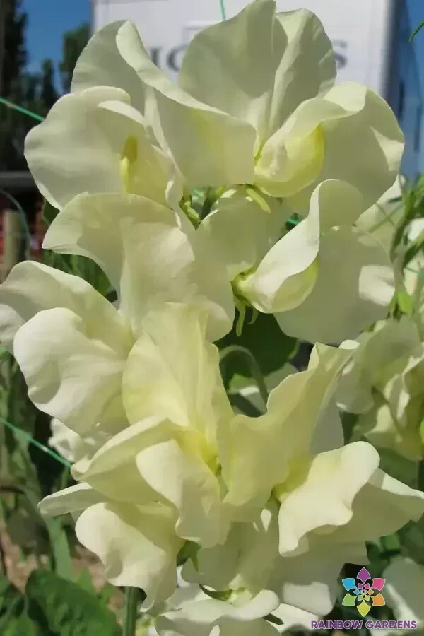 50+ Cathy Sweet Pea Seeds for Garden Planting – USA – FREE SHIPPING!