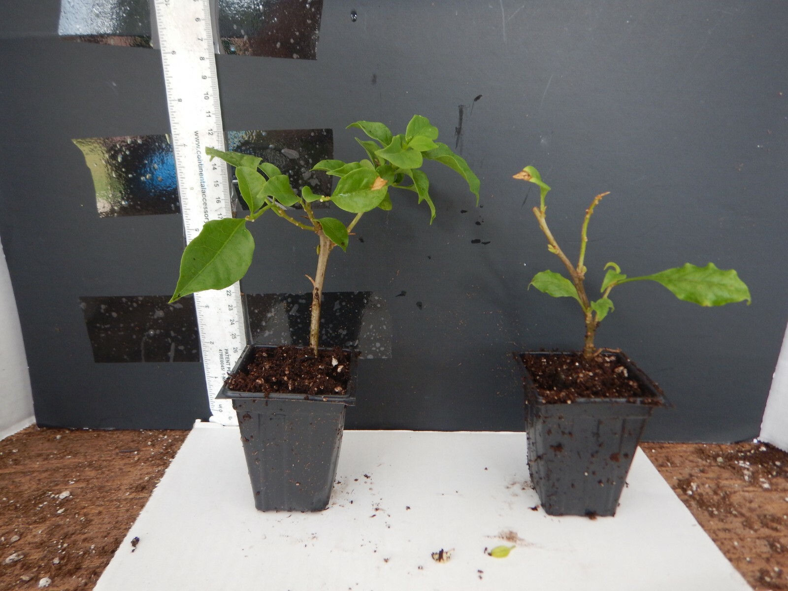 Well Rooted **CALIFORNIA GOLD** Live Bougainvillea starter/plug plant*