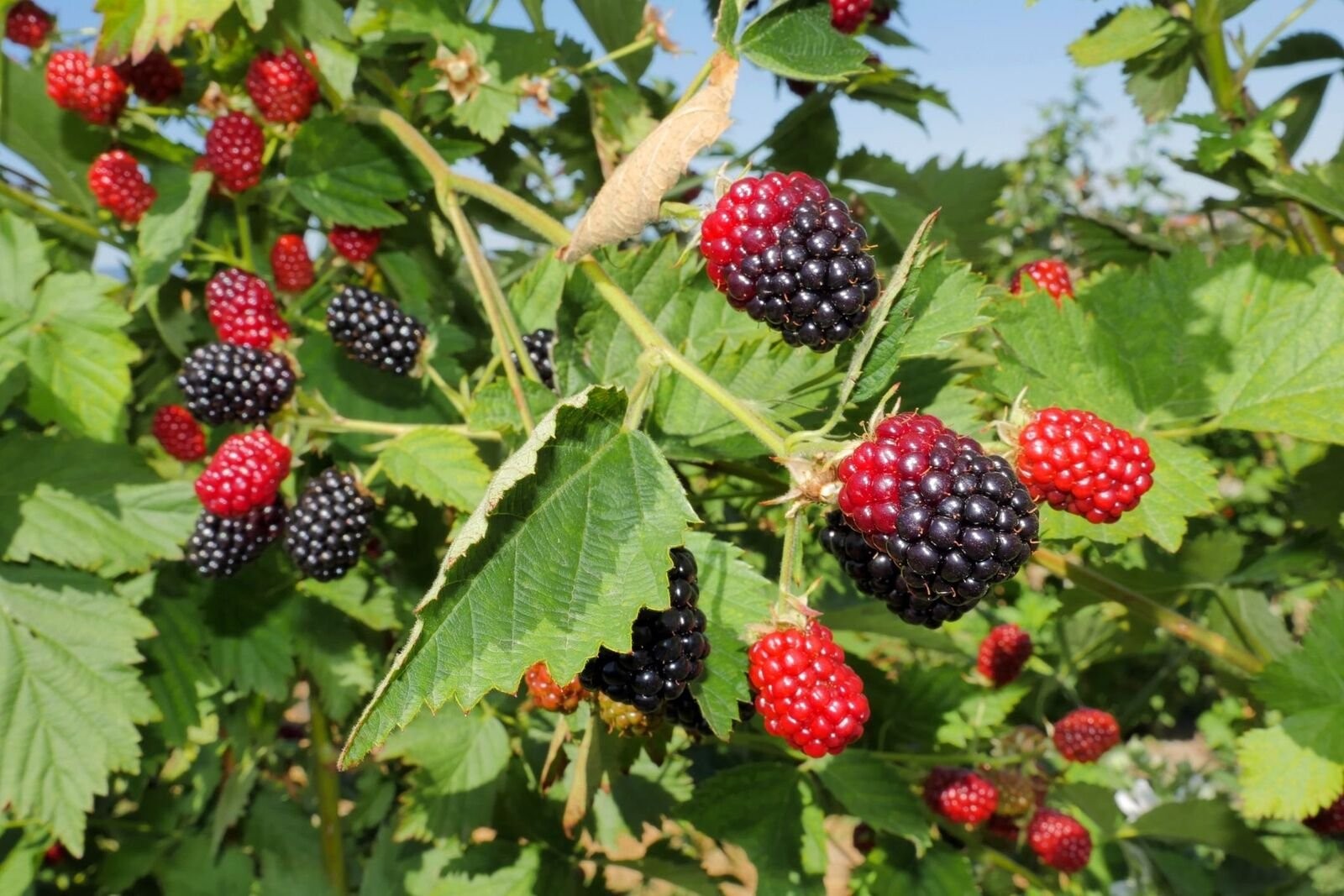 Blackberry Plant – Live Plants in 4 Inch Pots – Assorted Variety