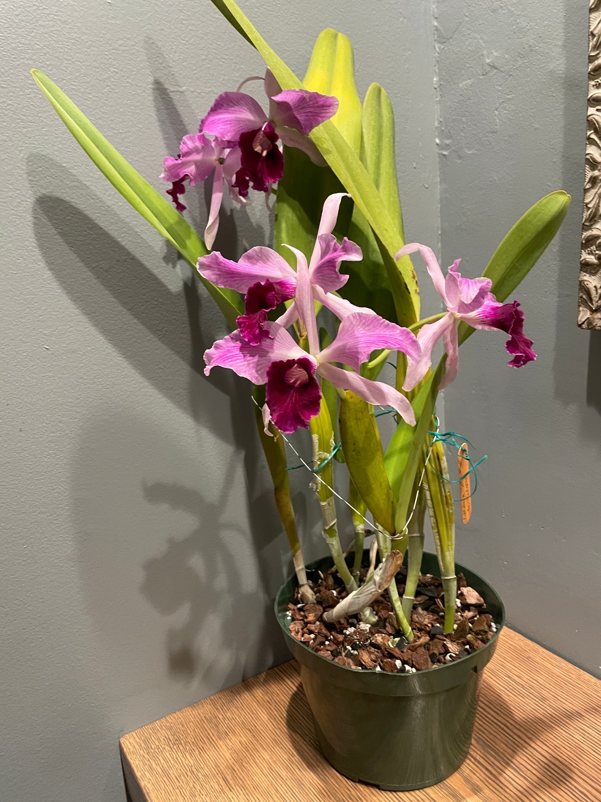 L. purpurata striata Species Cattleya Orchid Plant (Flowers are finished)