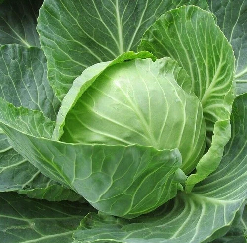 Cabbage ‘Golden Acre’ (Brassica oleracea) non-GMO Heirloom seeds 150ct