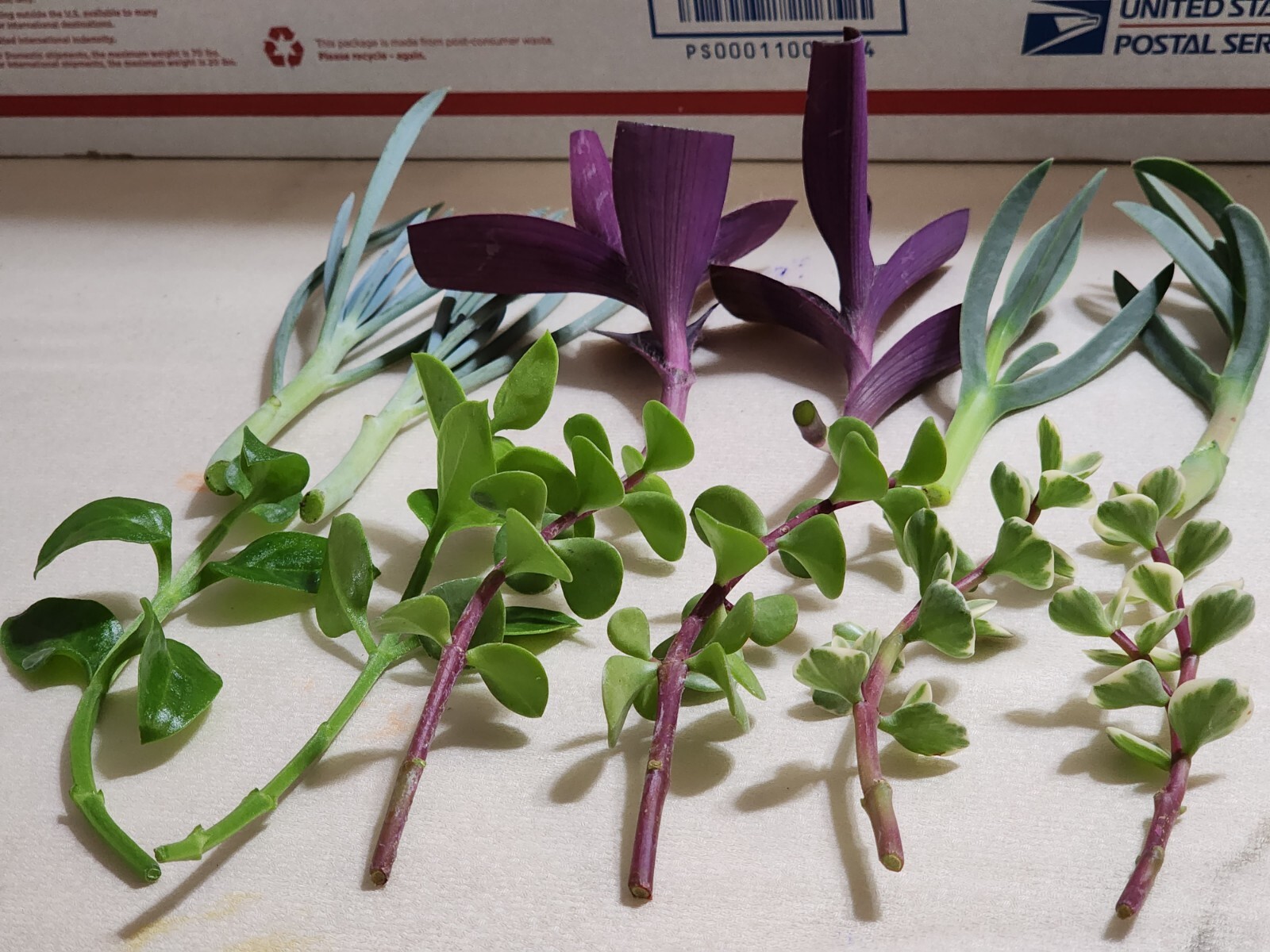 12 Piece Assorted Lot Of Live Plants (6 Kinds x 2 of Each)for Rooting