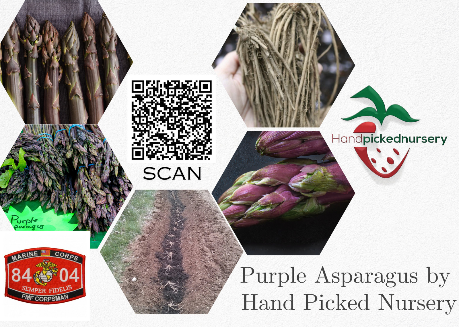 50 Purple Passion Live Asparagus Bare Roots – 2yr Crowns – Hand Picked Nursery