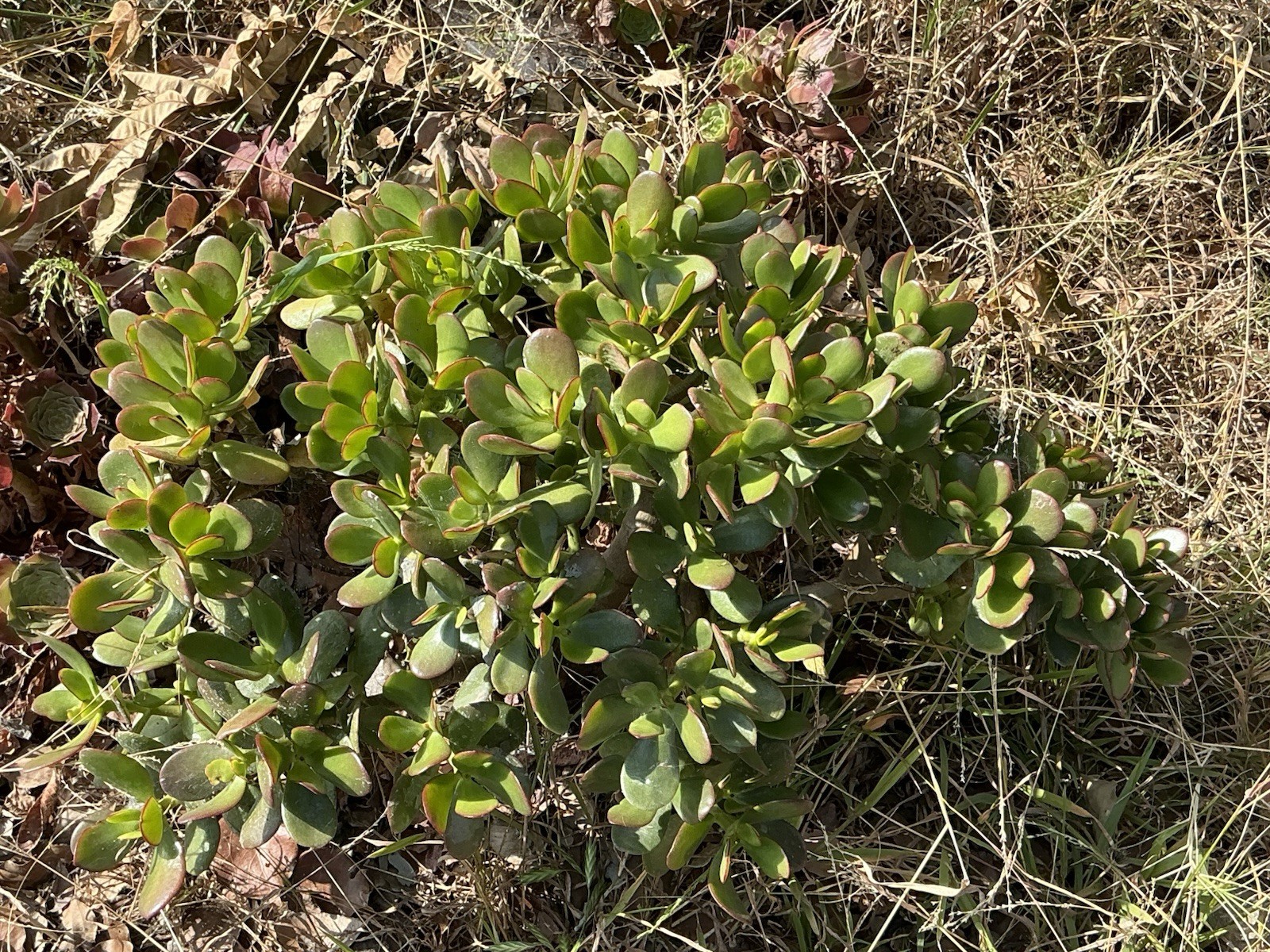 healthy jade plant with roots, Around 16” To 17” tall, rooted