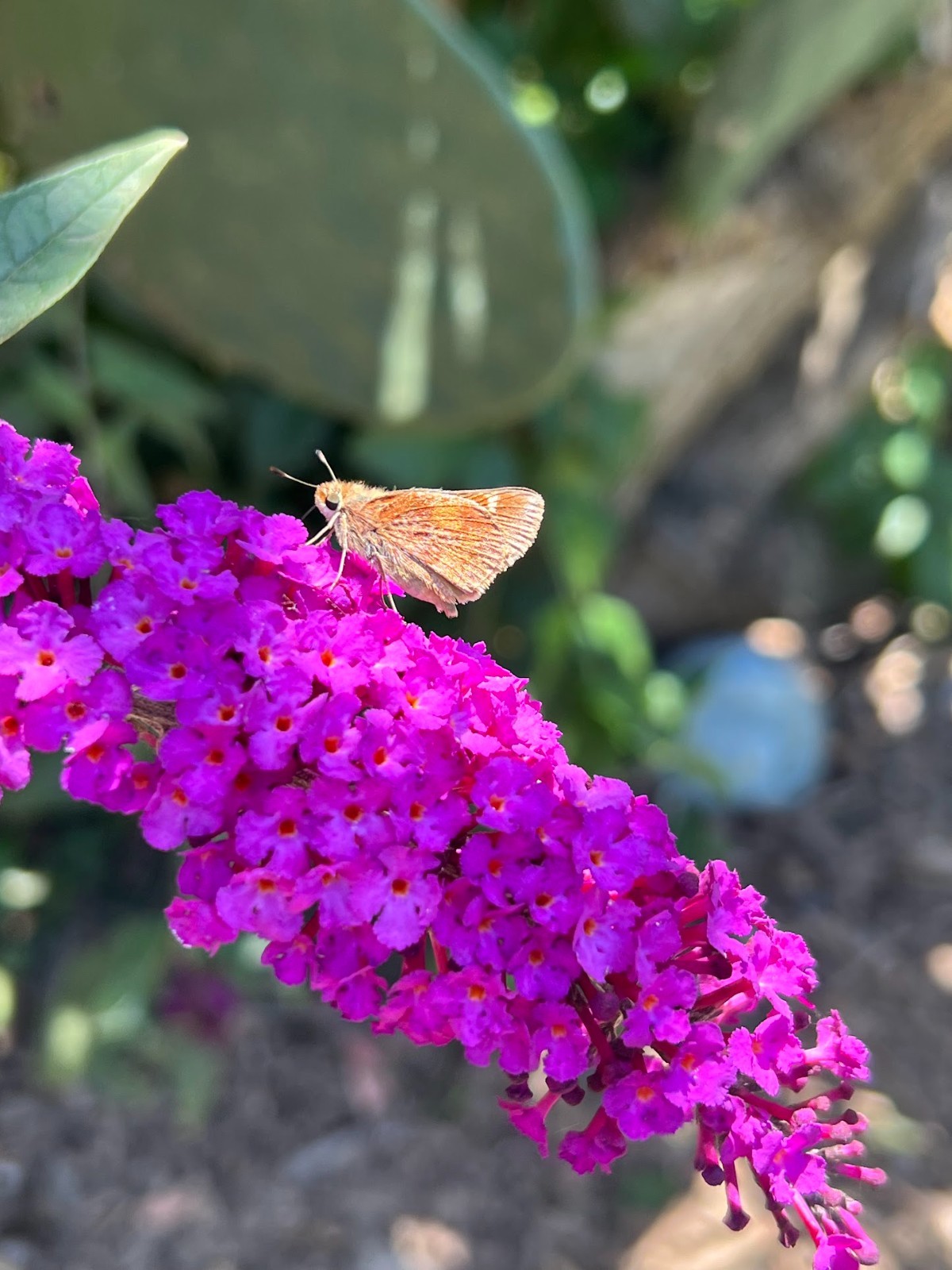 Butterfly bush cuttings X 10, roots easy – ‘violet’ color