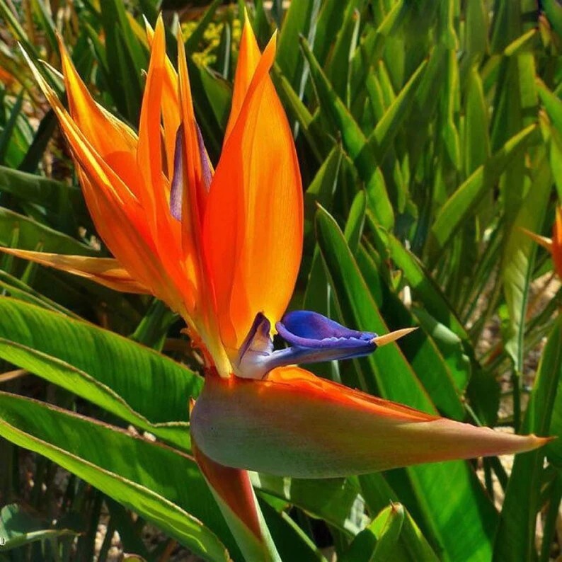 Orange Bird of Paradise~Strelitzia Reginae~ROOTED PLANT~10-12 Inches Tall