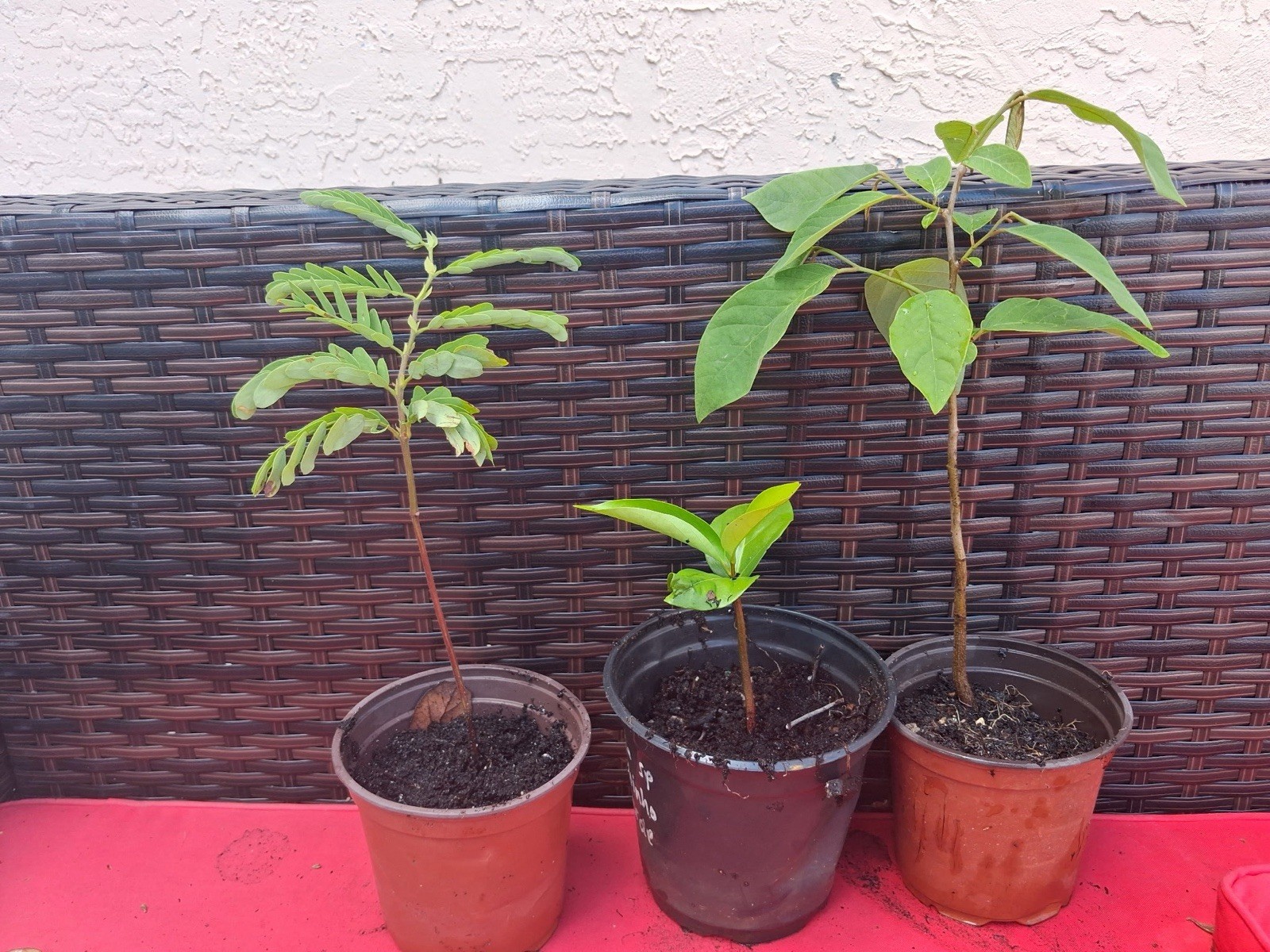 “3 Rare Tropical Fruit Plants – Cherimoya, Black Sapote, Tamarind – Live Trees”