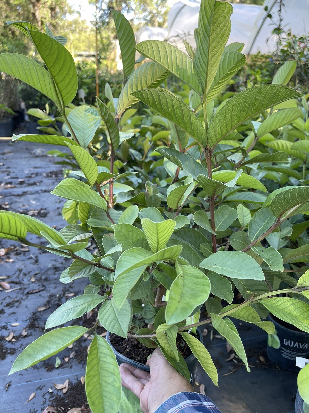 White Guava Tree 2-3 Feet Tall. Free Shipping
