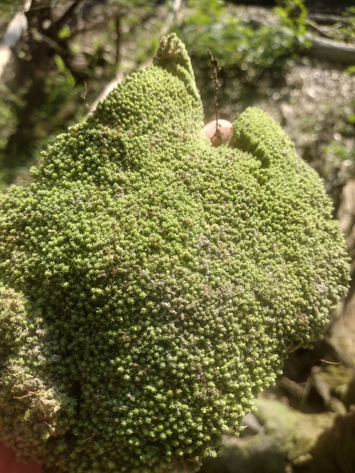 LIVE Florida tropical pillow moss! Bulk moss 10 square feet